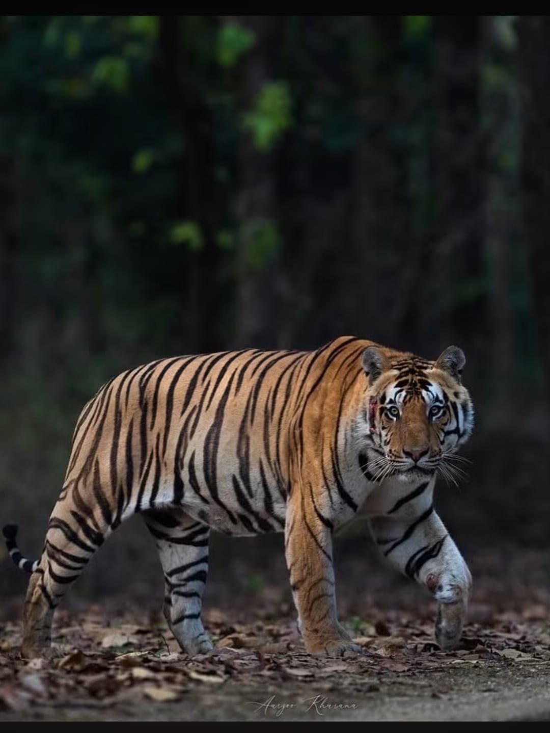 Sundarban Boat Safari