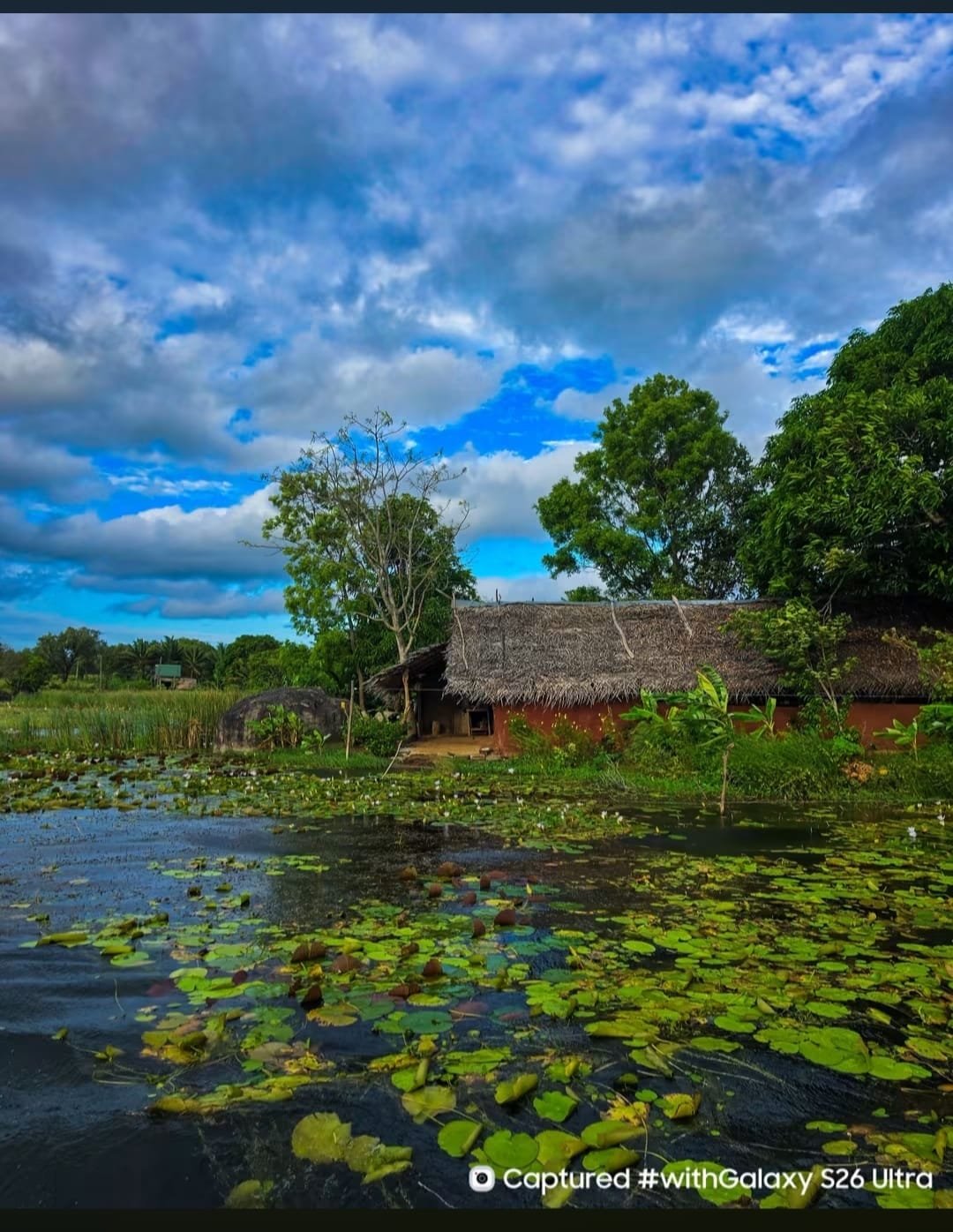 Sundarban Mangrove Creek